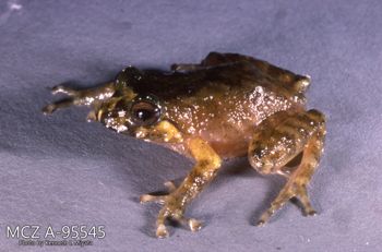 Media type: image;   Herpetology A-95545 Description: Photo of animal in life, taken in the field by Dr. Kenneth Ichiro Miyata. A slide of the photo was scanned in 2012 by Melissa Wooley.;  Aspect: lateral